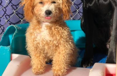 Congratulations, Bailey, Our January Dog of the Month!