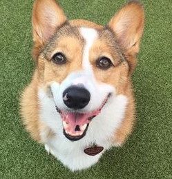 Congratulations, Maggie, Our February Dog of the Month!