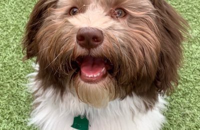 Congratulations, Henry, Our March Dog of the Month!