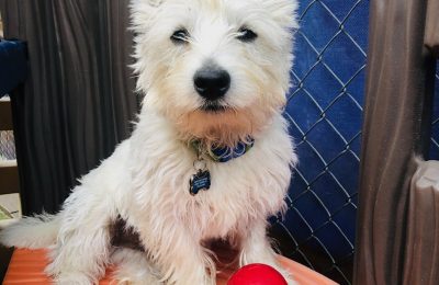 Congratulations, Miko, Our June Dog of the Month!