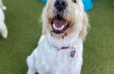 Congratulations, Rex, our September Dog of the Month!