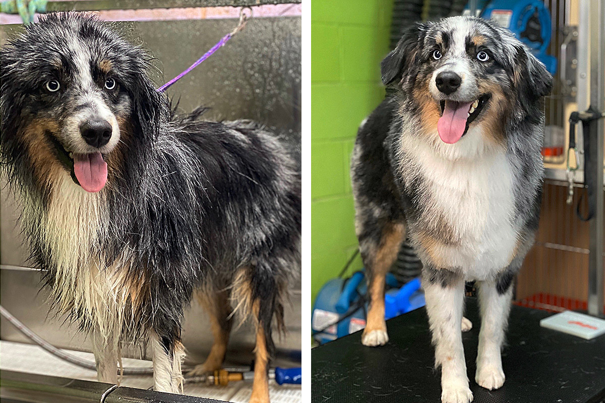 Central Bark Atlanta Grooming before and after 4