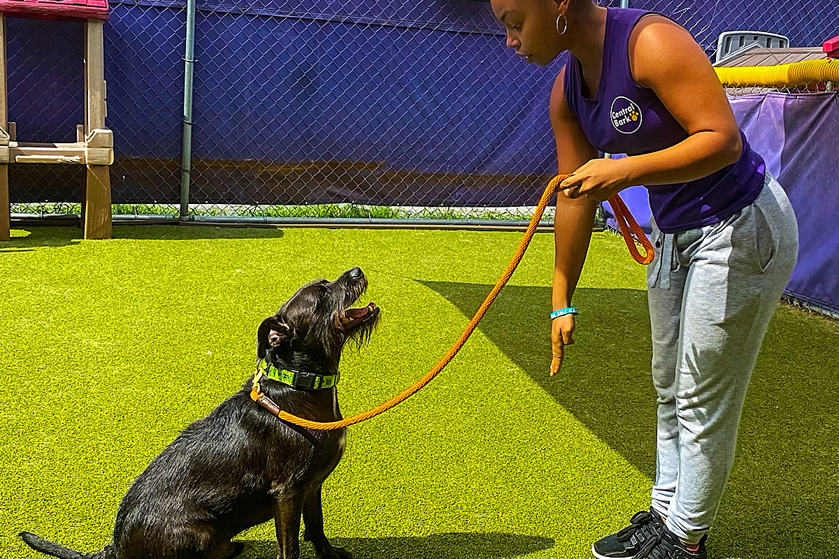 Central Bark Atlanta dog trainer with black dog