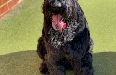 Congratulations, Max, Our October Dog of the Month!