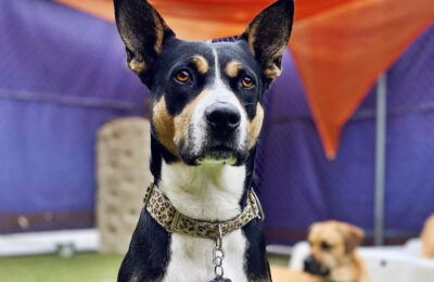 Congratulations, Maya, Our November Dog of the Month!