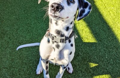 Congratulation, Henry, Our January Dog of the Month!