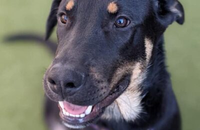 Congratulations, Ares, Our February Dog of the Month!