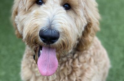 Congratulations, Ernie, Our March Dog of the Month!