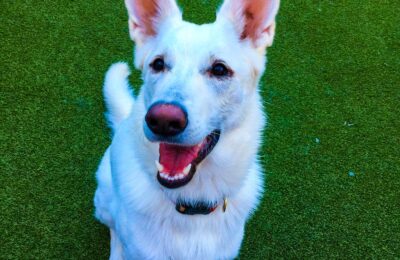 Congratulation, Birdie, Our April Dog of the Month!