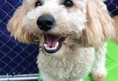 Congratulations, Winston, Our June Dog of the Month!