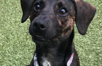 Congratulations, Matcha, Our July Dog of the Month!