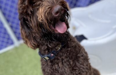 Congratulations, Burreaux, Our August Dog of the Month!