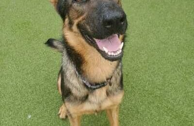 Congratulations, Nittany, Our September Dog of the Month!