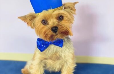 Congratulations, Henry, our November Dog of the Month!