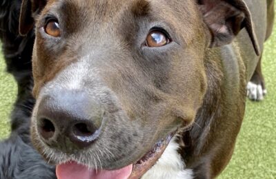 Congratulations, Luna, Our January Dog of the Month!