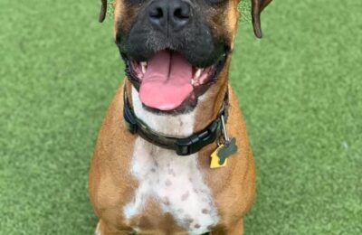 Congratulations, Ruby Josephine, Our December Dog of the Month!