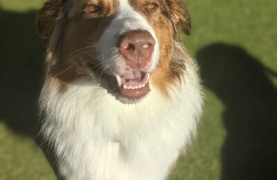 Congratulations, Ollie, Our February Dog of the Month!