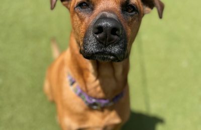 Congratulations, Scrappy, Our May Dog of the Month!