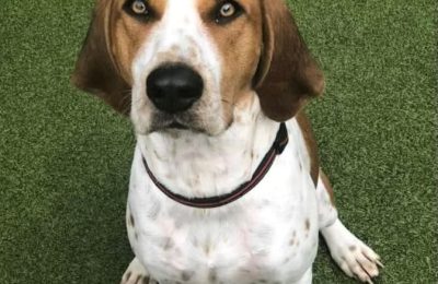 Congratulations, Copper, Our June Dog of the Month!