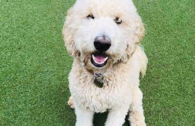 Congratulations, Poncey, Our July Dog of the Month!