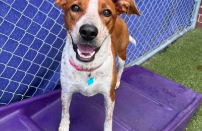 Congratulations, Charlie, Our September Dog of the Month!