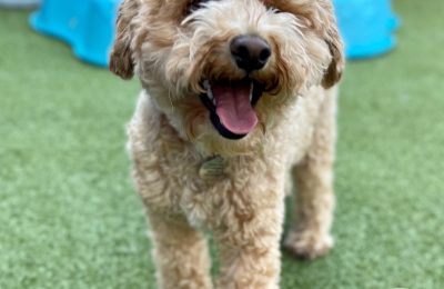 Congratulations, Violet, Our October Dog of the Month!