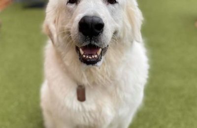 Congratulations, Bailey, Our June Dog of the Month!