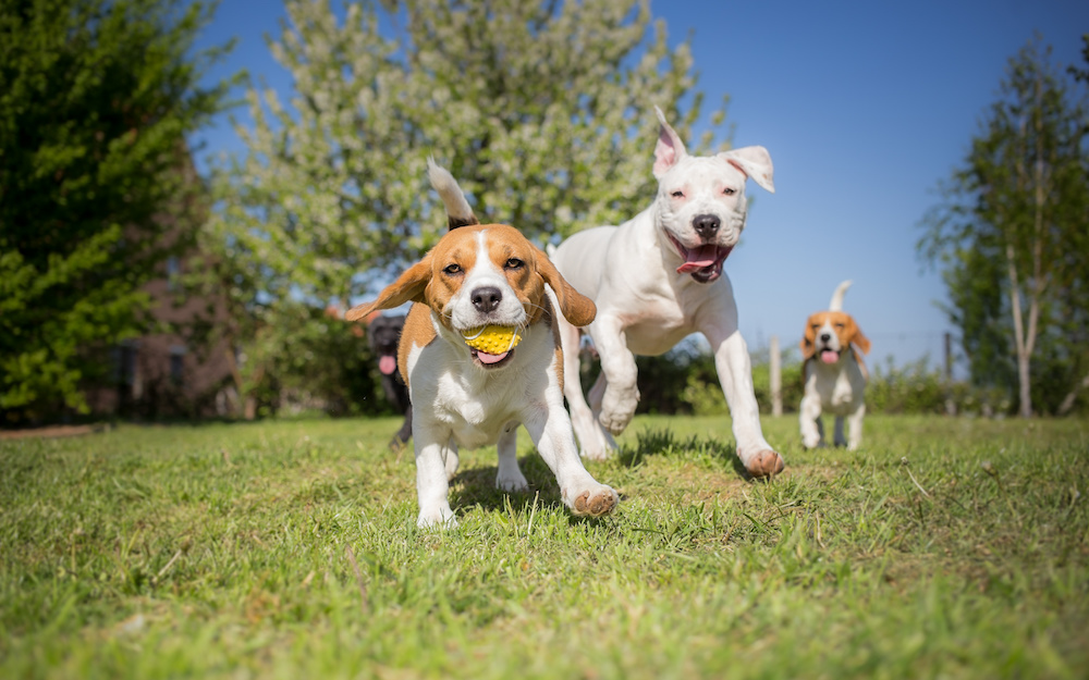 Three dogs run around together in grass. One dog, a beagle, has a ball in its mouth.