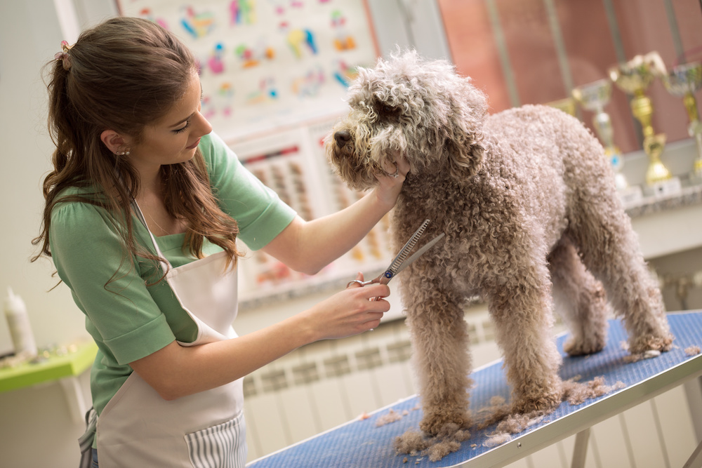 A woman in a green shirt and apron grooms a fluffy brown dog. Grooming is one of the benefits of doggy day care.
