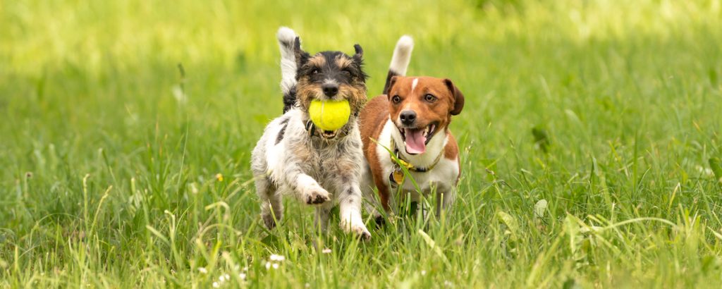 Jack Russell Terriers playing with a ball in a grassy field. Socialization with others is one of the benefits of dog boarding.