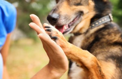 A man high-fives a large brown dog, with a closeup on his hand and the dog's paw. An attentive staff is one of the benefits of doggy day care.