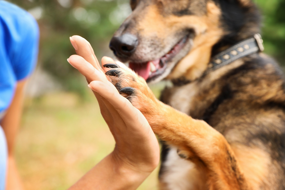 A man high-fives a large brown dog, with a closeup on his hand and the dog's paw. An attentive staff is one of the benefits of doggy day care.