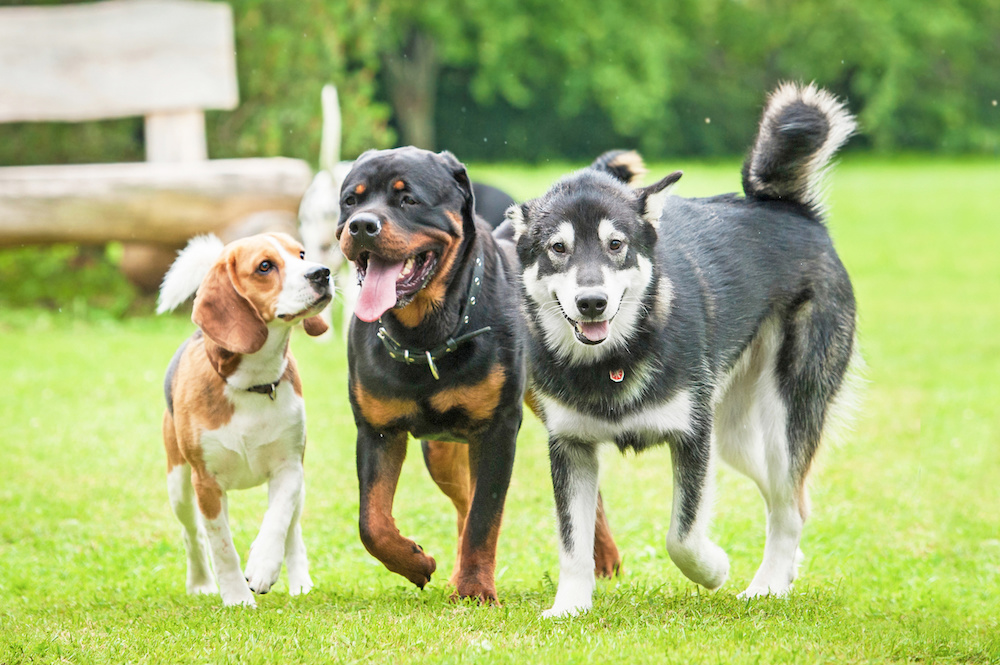 Three large dogs walk together in an outdoor setting. Playing is one of the benefits of doggy day care.