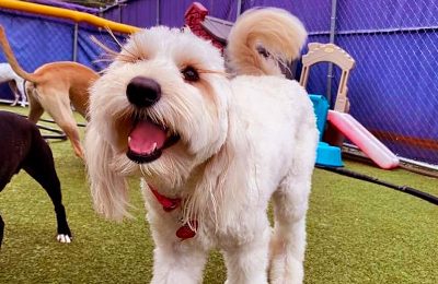 A white dog wagging their tail at Central Bark Atlanta. Socialization is one of the benefits of dog boarding.