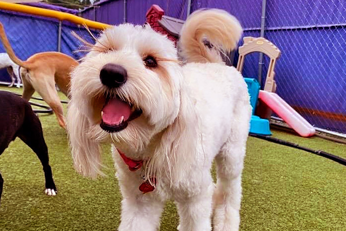 A white dog wagging their tail at Central Bark Atlanta. Socialization is one of the benefits of dog boarding.
