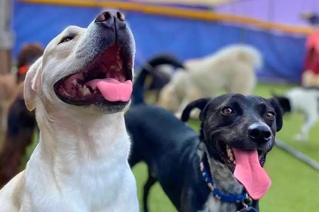 two doggies playing at central bark Atlanta playground
