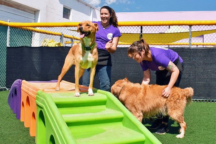 two central bark employees playin with two brown doggies