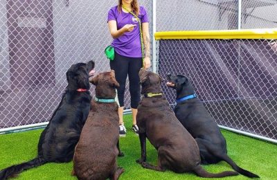 Doggy Daycare vs. Dog Walker - central bark trainer with four black dogs