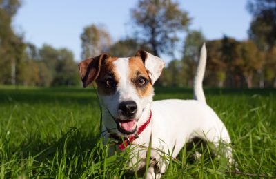 A small brown and white dog enjoying its time in an outdoor space