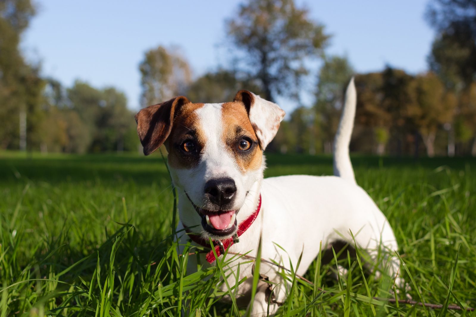 A small brown and white dog enjoying its time in an outdoor space
