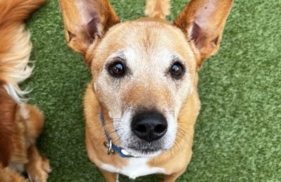 Congratulations, Lou, Our January Dog of the Month!