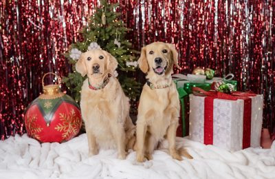Congratulations, Honey and Daisy, our JOINT sister team for February Dog(s) of the Month!