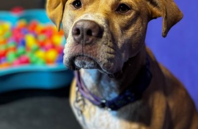 Congratulations, Bailey M, Our March Dog of the Month!