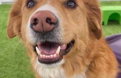 Congratulations, Miles, Our April Dog of the Month!