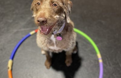 September Dog of the Month: Willow