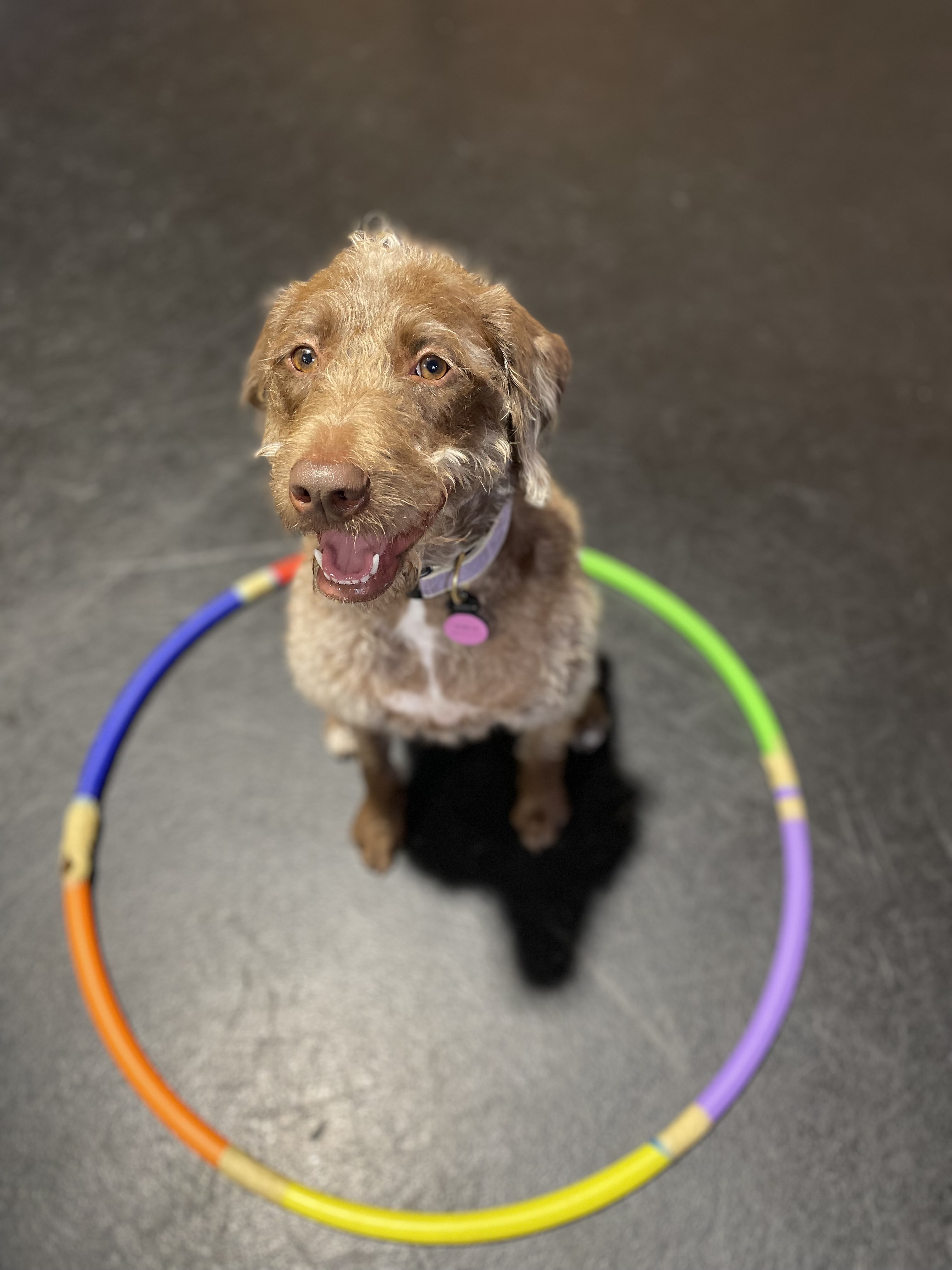 September Dog of the Month: Willow