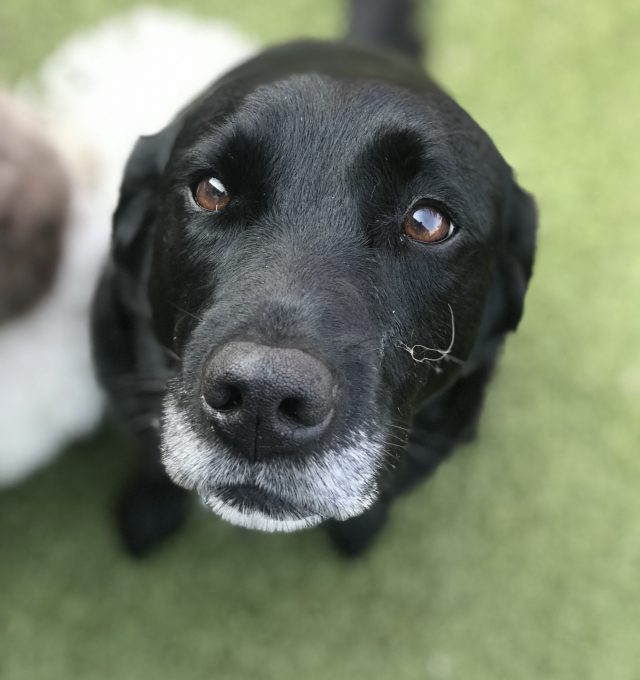 Congratulations, Lucy, our October Dog of the Month!