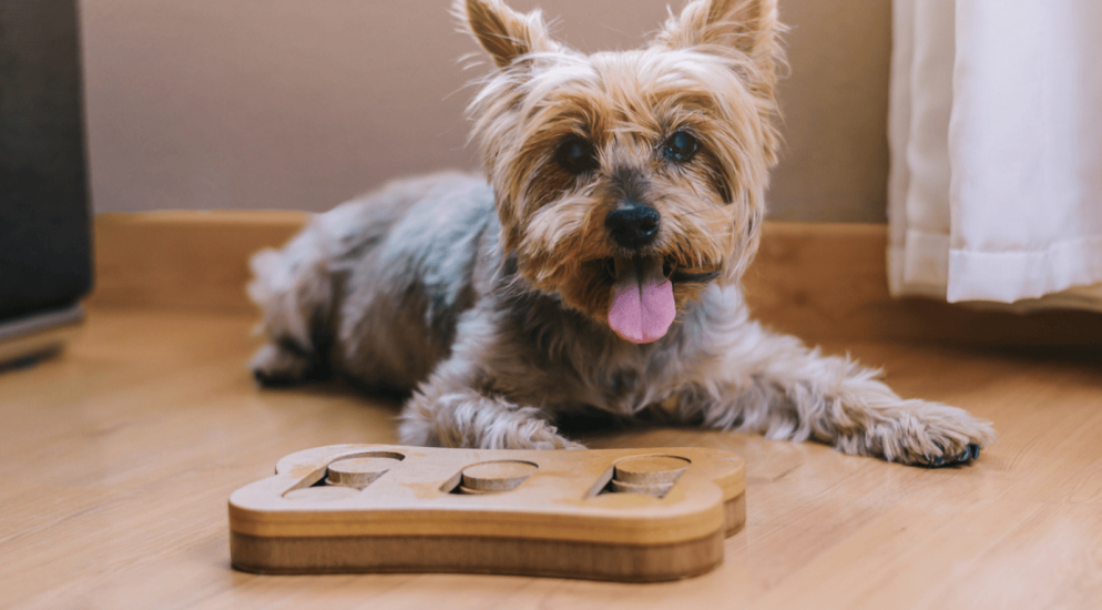 A dog lying on the floor with a wooden toy, engaging in play for mental stimulation and enrichment.