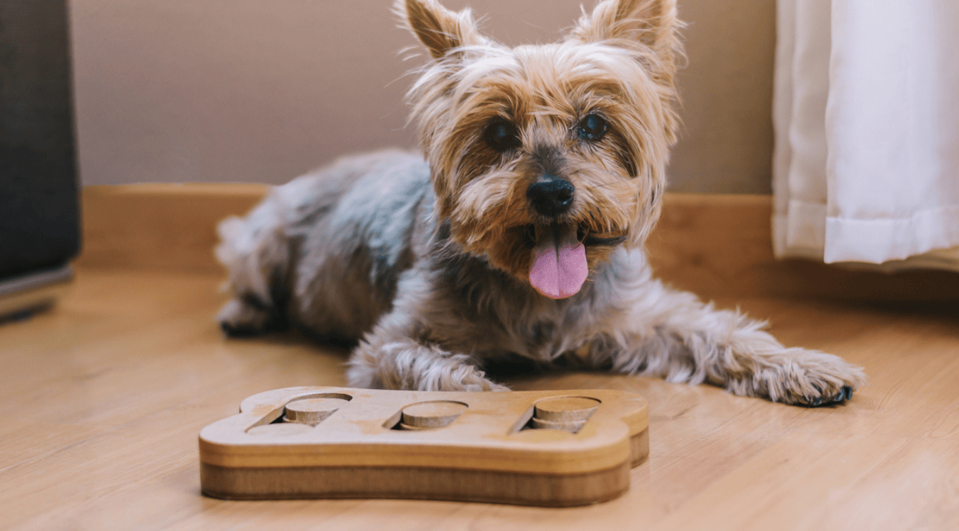 A dog lying on the floor with a wooden toy, engaging in play for mental stimulation and enrichment.