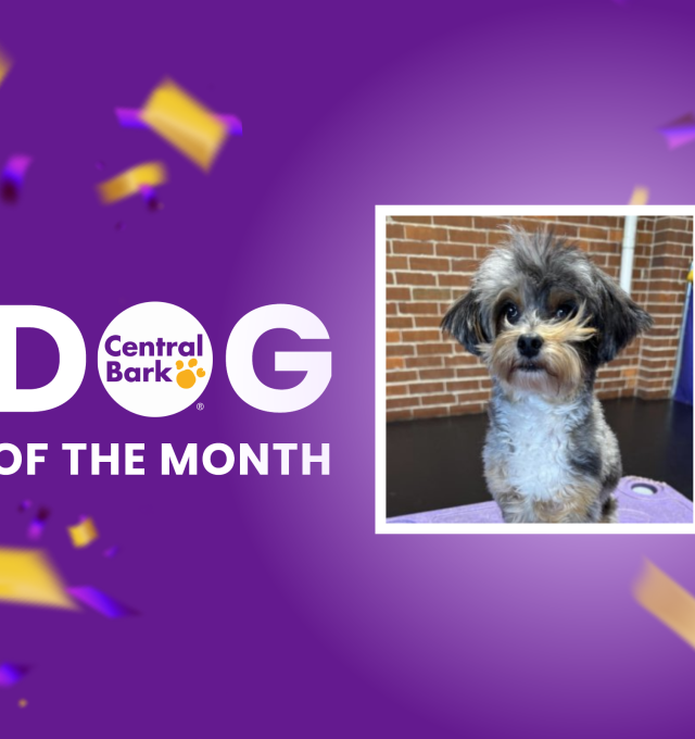 January dog of the month